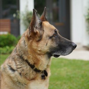 Meet your Posher, Dan